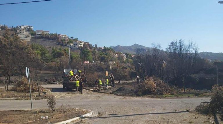 Πικέρμι: Συνεχίζονται οι υλοτομήσεις για την απομάκρυνση των καμένων δέντρων σε Ντράφι & Διώνη (φωτό)