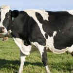 Προειδοποίηση ΠΟΥ: Εντοπίστηκε σε υψηλή συγκέντρωση ο ιός της γρίπης των πτηνών στο αγελαδινό γάλα