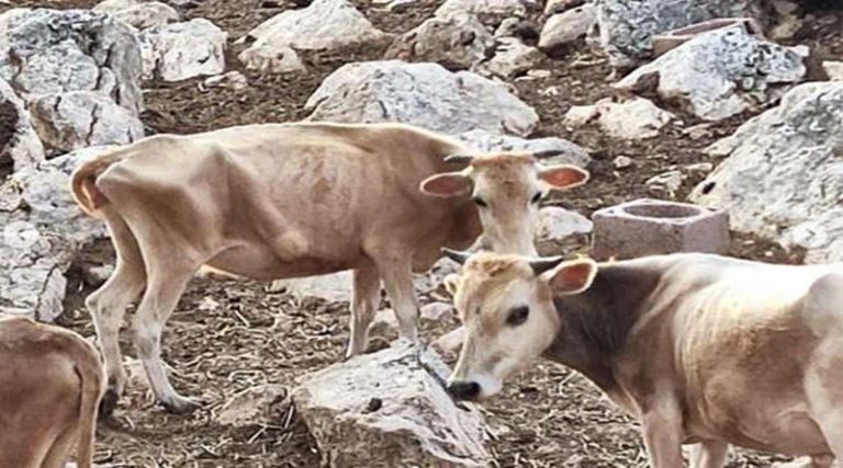 Συνελήφθη ο κτηνοτρόφος μετά την αυτοψία στη μονάδα του για τις αγελάδες που πεθαίνουν από ασιτία