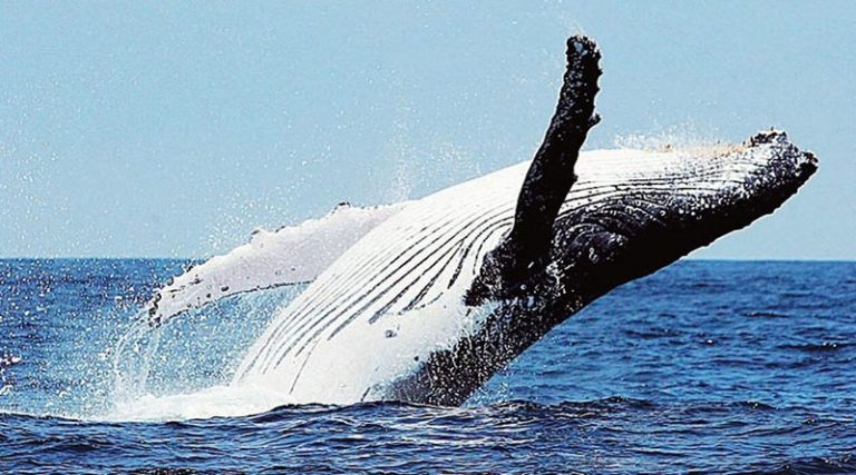 Φάλαινα φυσητήρα εντοπίστηκε ανοιχτά της Κύπρου – Εντυπωσιακό βίντεο