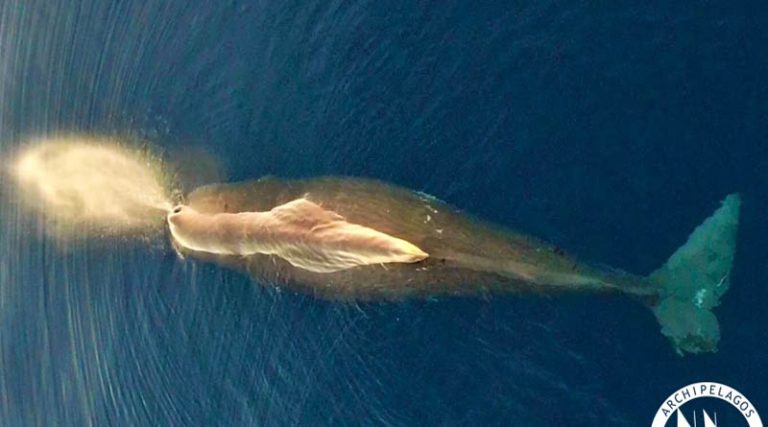 Φάλαινα – φυσητήρας εμφανίστηκε στο Αιγαίο! Εντυπωσιακή εικόνα!