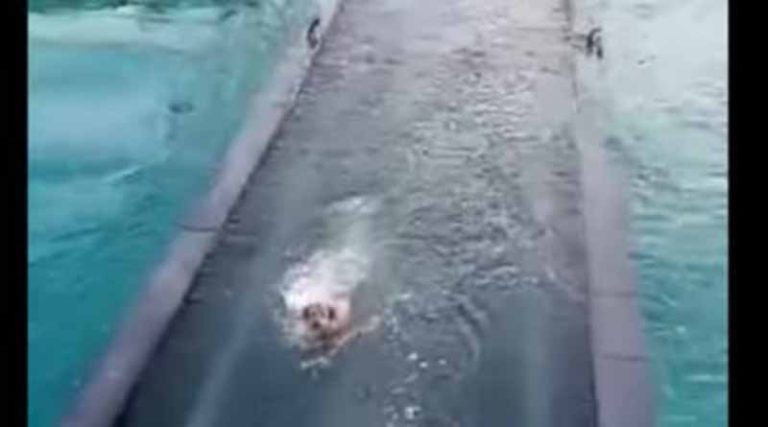 Σοκαριστικό βίντεο από τον Ισθμό της Κορίνθου: Σκύλος προσπαθεί να σωθεί την ώρα που βυθίζεται η γέφυρα