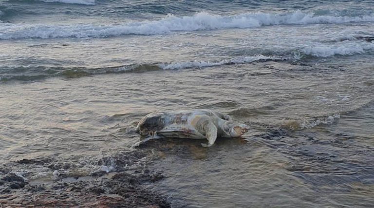 Αρτέμιδα: Νεκρή χελώνα σε παραλία στην Βραυρώνα (φωτό)