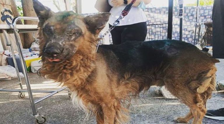 Φωτιά στην Πεντέλη: Ψάχνει σπίτι ο σκύλος «μαχητής» που σώθηκε από θαύμα από τις φλόγες – Δείτε πώς είναι σήμερα