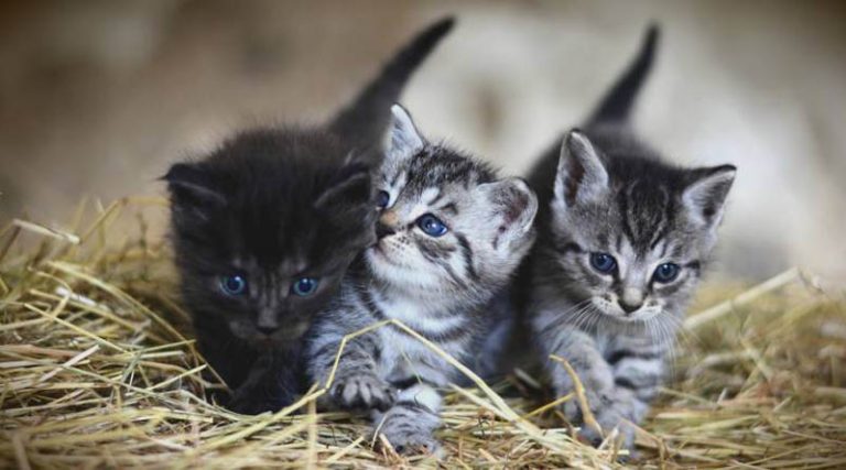 Τριήμερο δωρεάν μαζικών στειρώσεων σε αδέσποτες γάτες από τον Δήμο Μαραθώνος και την φιλοζωική οργάνωση «Vets In Action»