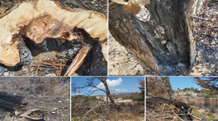 Μπουρνούς: “Κόβονται μόνο τα επικίνδυνα δέντρα στο Ντράφι –  Αποκαθιστούμε την ασφάλεια στην περιοχή” (φωτό)