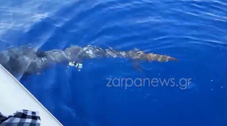 Ψαράδες ήρθαν “τετ α τετ” με καρχαρία 3 μέτρων – Δείτε το βίντεο που τον ταΐζουν