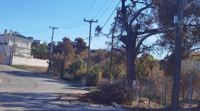 Άμεση επέμβαση της υπηρεσίας πρασίνου του Δήμου Ραφήνας Πικερμίου, για καμένο – επικίνδυνο δέντρο (φωτό)