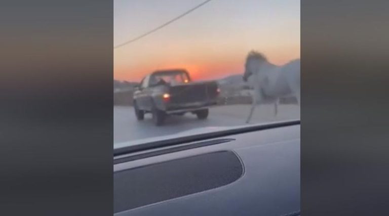 Νέο περιστατικό κακοποίησης ζώου: Οδηγός τραβάει δεμένο άλογο με το αγροτικό του! (βίντεο)