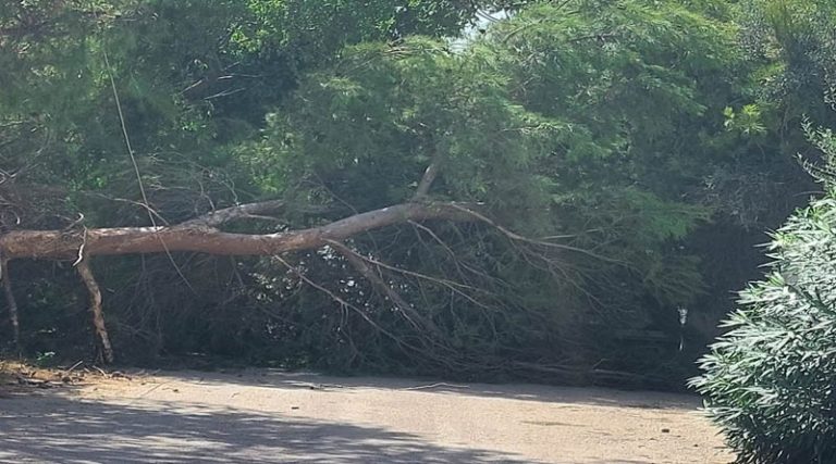Αρτέμιδα: Έπεσε μεγάλο δέντρο – Έκλεισε ο δρόμος (φωτό)