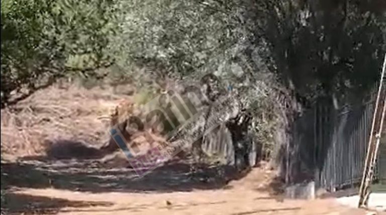 Καταγγελία: Κόβει δέντρα με 7 μποφόρ στο Πανόραμα Ραφήνας! (φωτό)