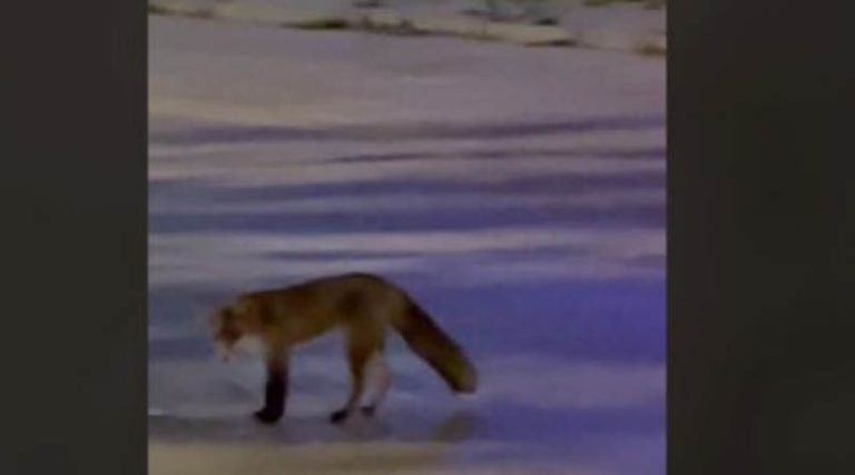 Αλεπού «βγήκε βόλτα» στην πλατεία της Γλυφάδας! (βίντεο)