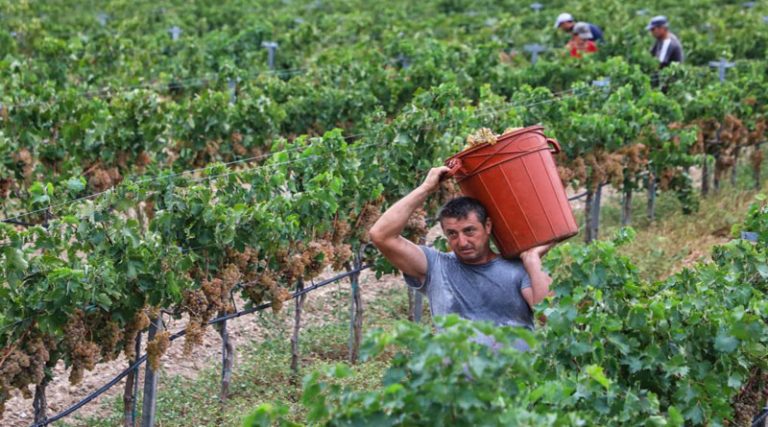Ο αργός θάνατος του αττικού αμπελώνα – Κάποτε η Κερατέα μόνο έκανε 2.500 τόνους σταφύλι για κρασί!