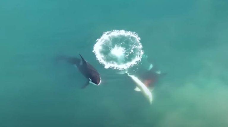 Η στιγμή που φάλαινες δολοφόνοι κατασπαράζουν λευκό καρχαρία – «Δεν έχει παρατηρηθεί ποτέ κάτι παρόμοιο» (βίντεο)