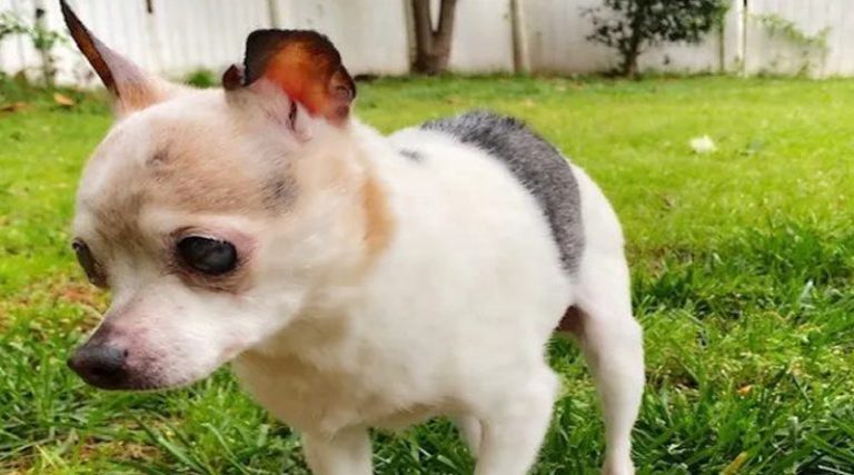 Πέθανε η Πέμπλς, η σκυλίτσα που κατείχε το ρεκόρ του γηραιότερου σκύλου στον κόσμο