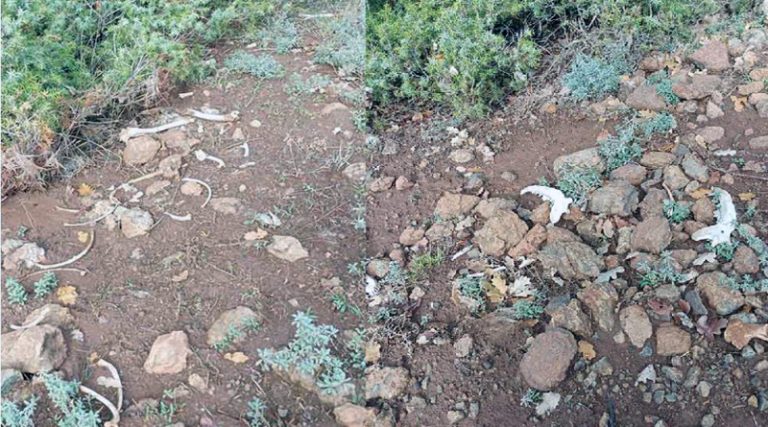 Κτηνωδία: Σκύλοι βρέθηκαν νεκροί, εντοπίστηκαν κόκαλα και κρανία