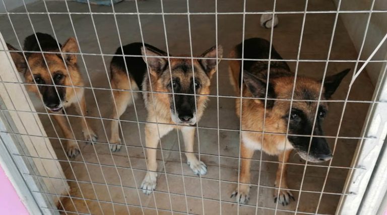 Σταύρος Ξαρχάκος: Τι συνέβη με τα σκυλιά του που κατέληξαν σε καταφύγιο; Τι απαντά η σύζυγός του, Ηρώ Σαΐα