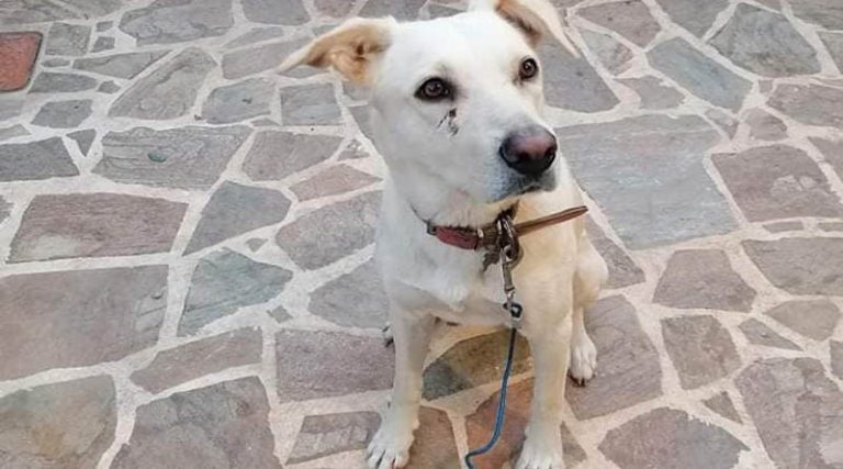 Σοκ με σκυλίτσα που βρέθηκε δεμένη με συρματόσχοινο στο Νέο Βουτζά! (φωτό)