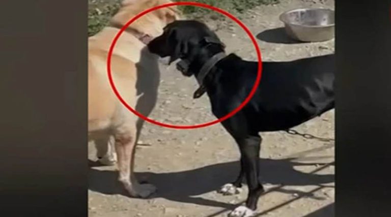 Βασανισμός σκύλου στην Κρήτη: «Θύμα πλεκτάνης ο πατέρας μου»
