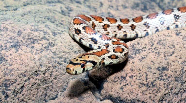 Ακίνδυνα ήταν τελικά τα φίδια που βρέθηκαν σε νηπιαγωγείο