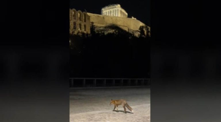 Αλεπού έκανε βόλτα στη… Διονυσίου Αεροπαγίτου! (βίντεο)
