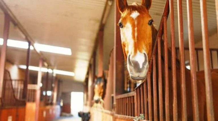 Μαρκόπουλο: Τι θα γίνει με τα άλογα του Ιπποδρόμου; SOS από φιλοζωικές οργανώσεις