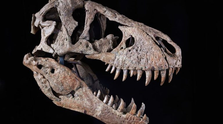 Σε δημοπρασία βγαίνει το κρανίο ενός Τυραννόσαυρου – Αναμένεται να ξεπεράσει τα 20 εκατομμύρια