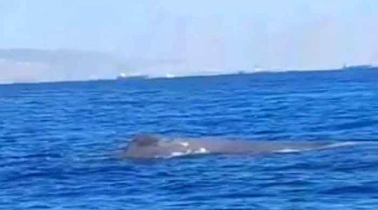 Εμφανίστηκε φάλαινα στον Σαρωνικό! (βίντεο)