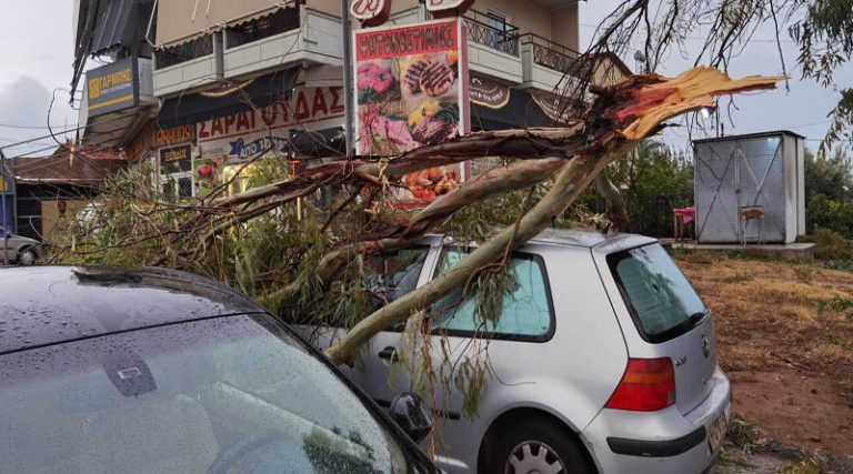 Ραφήνα: Άμεση επέμβαση της Πολιτικής Προστασίας για το κλαδί δέντρου που έπεσε πάνω σε αυτοκίνητα (φωτό)