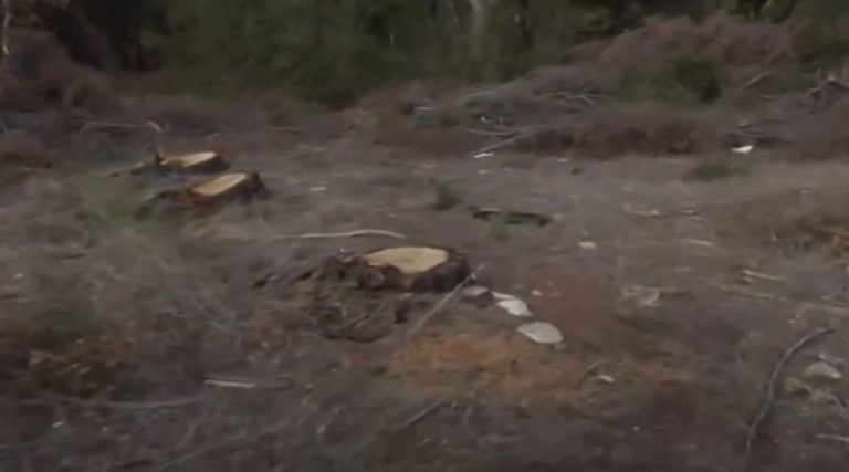 Νέα Μάκρη: Λαθροϋλοτόμοι έκοψαν 35 πεύκα για καυσόξυλα! (βίντεο)