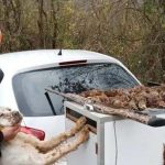 Σοκ με κυνηγό που πυροβολήθηκε κατά λάθος από τον ίδιο του τον σκύλο και έχασε τη ζωή του!