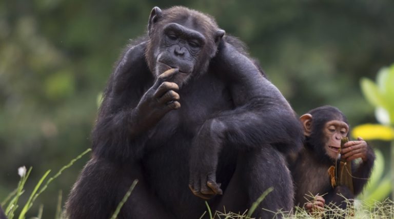 Απίστευτη αντίδραση μαμάς χιμπατζή όταν μετά από δυο μέρες συναντά το νεογέννητο μωρό της