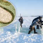 Pandoravirus: Επιστήμονες προειδοποιούν για «ιό ζόμπι» που βρέθηκε στη Σιβηρία