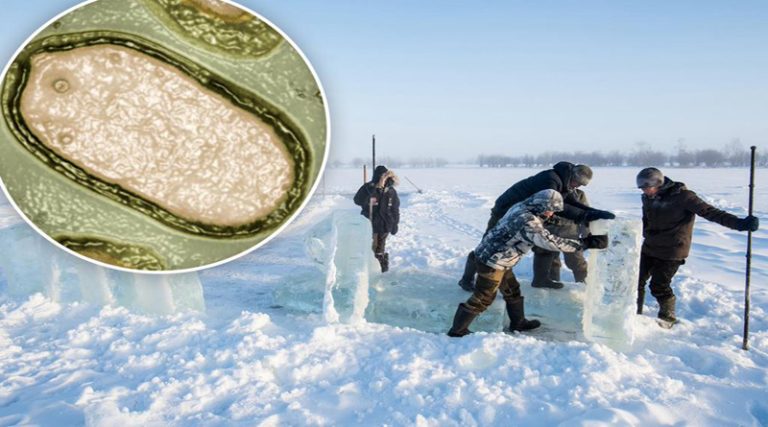 Pandoravirus: Επιστήμονες προειδοποιούν για «ιό ζόμπι» που βρέθηκε στη Σιβηρία