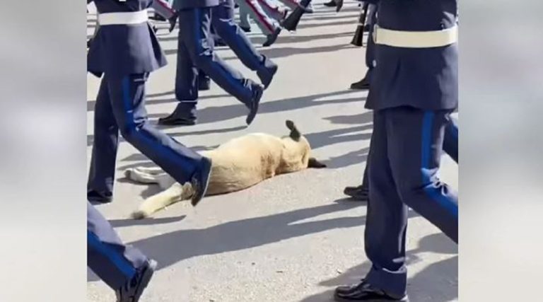 Viral ο σκύλος που κοιμόταν ανενόχλητος στην παρέλαση των φιλαρμονικών (βίντεο)