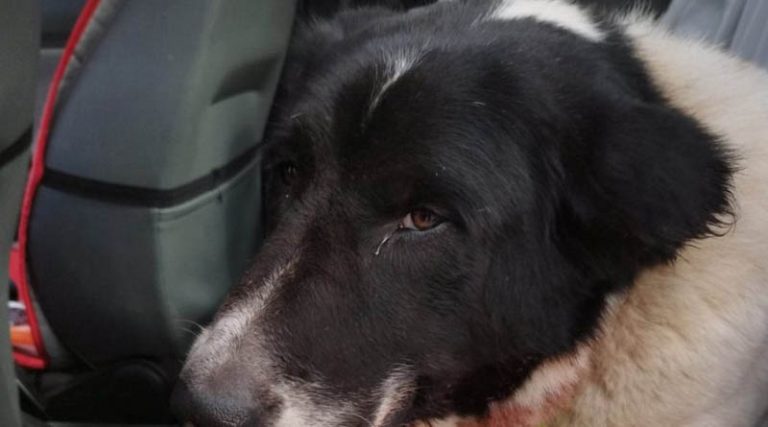 Ψάχνει σπίτι η σκυλίτσα που κακοποιήθηκε από τον ιδιοκτήτη της – “Θα ισχυριστεί πως έχει άνοια”