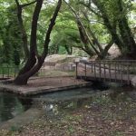 Σπερχειός ποταμός: Θανατηφόρα ασθένεια «θερίζει» τα υπεραιωνόβια πλατάνια και εξαπλώνεται