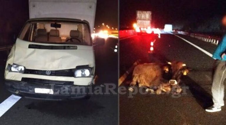 Απίστευτο τροχαίο στην εθνική οδό – Συγκρούστηκε με αγελάδα! (φωτό)