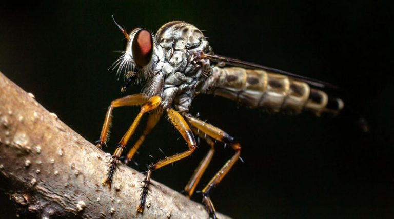 «Super» κουνούπια: Τα ενοχλητικά έντομα έχουν μεταλλαχθεί και είναι ανθεκτικά στα εντομοκτόνα