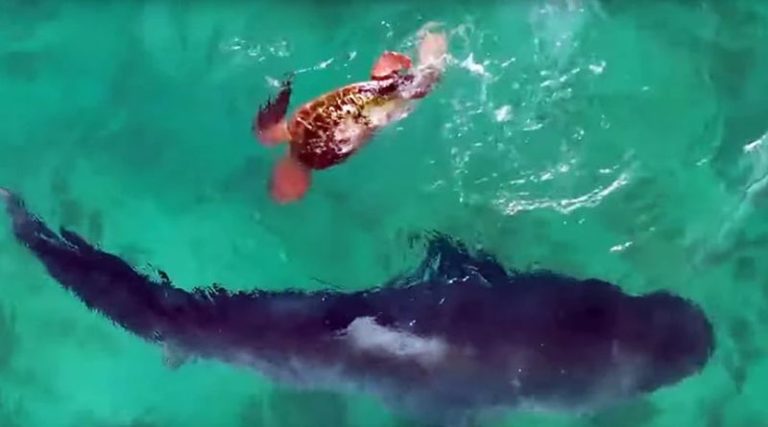 Χελώνα δίνει μάχη με καρχαρία και… κερδίζει! Εντυπωσιακό βίντεο!
