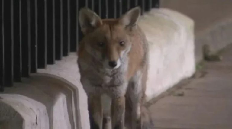 Αλεπού έκανε βόλτα σε κατοικημένη περιοχή (Bίντεο)