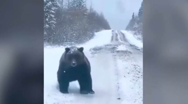 Από την Βουλγαρία οι φωτογραφίες της αρκούδας που ισχυρίστηκε ότι συνάντησε οδηγός στον δρόμο προς Καϊμακτσαλάν! (φωτό & βίντεο)