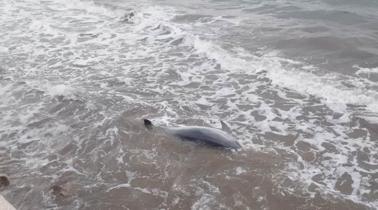 Αυτή είναι η αλήθεια με το δελφίνι που εντοπίστηκε νεκρό στον Μαραθώνα – Η άμεση επέμβαση του Λιμεναρχείου Ραφήνας & το λάθος από κάτοικο