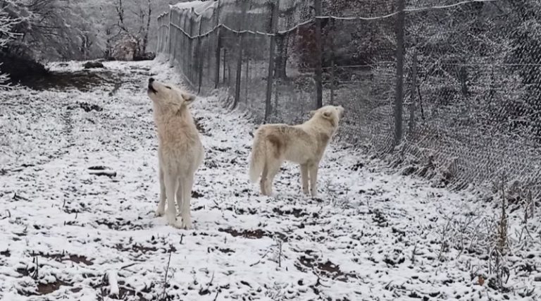 Η κραυγή των λύκων στα πρώτα χιόνια – Εντυπωσιακό βίντεο από τον «Αρκτούρο»