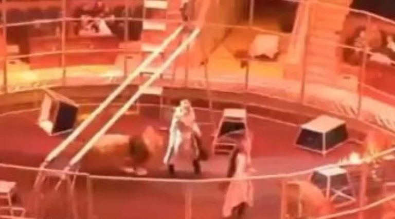 Λιοντάρι επιτέθηκε σε θηριοδαμαστή σε τσίρκο – Τον έσωσε η σύζυγός του! (βίντεο)
