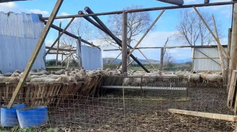 Σκληρές εικόνες από ανεμοστρόβιλο που σκότωσε 10 πρόβατα σε κτηνοτροφική μονάδα