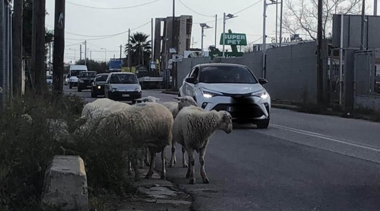 Πρόβατα βγήκαν… βόλτα στη Λεωφόρο Σπάτων στην Παλλήνη!