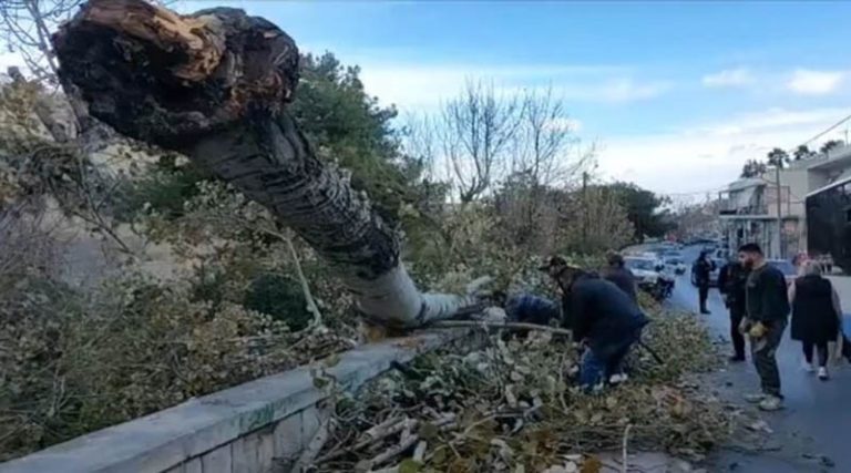 Από θαύμα γλίτωσε 71χρονος μετά από την πτώση αυτού του δέντρου σε πεζοδρόμιο! (φωτό)