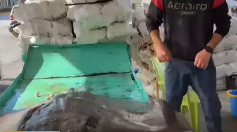 Ψάρεψαν τεράστιο σαλάχι στην Άνδρο – Ζυγίζει 200 κιλά και έχει μήκος 1,70! (βίντεο)