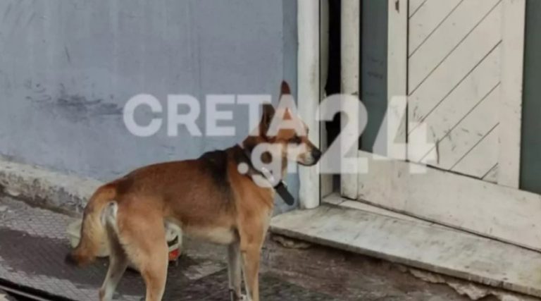 Ραγίζει καρδιές το σκυλί του 53χρονου που βρέθηκε δολοφονημένος στο σπίτι του (βίντεο)
